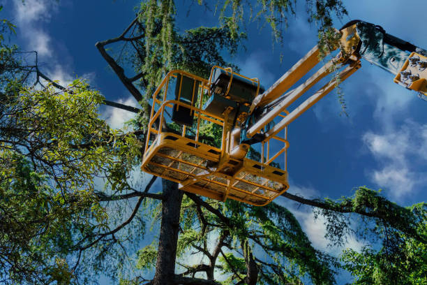 Best Storm Damage Tree Cleanup  in Mayer, MN